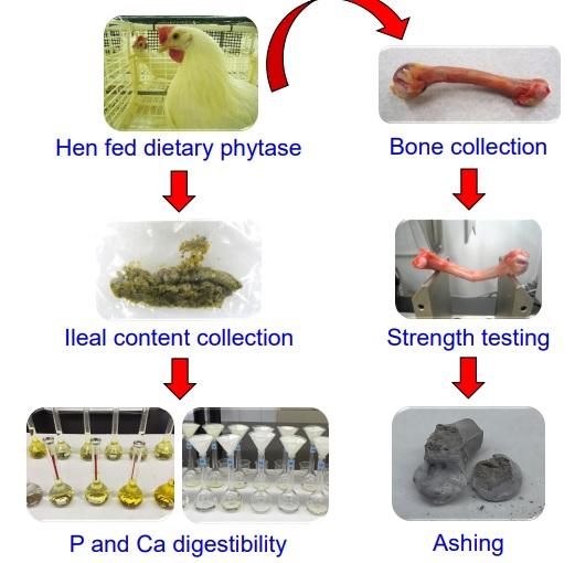 The short-term effects of phytase supplementation on bone quality and ileal digestibility of phosphorus and calcium in laying hens during peak production - Image 1