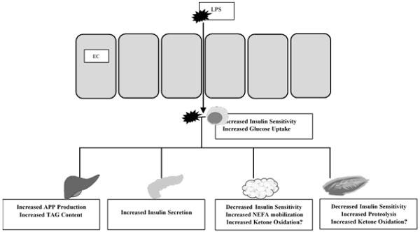 Figure 1. LPS induced alterations in peripheral metabolism.