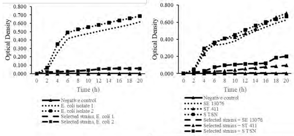 Figure 1 - Effect of probiotic supernatant (mixture of the two new Bacillus strains FXA and G3) on E.coli (left, avian pathogenic field isolates) and Salmonella (right, SE: Salmonella enteritidis, ST: Salmonella thyphimurium, TSN: unknown field isolate) growth in an inhibition kinetic experiment.