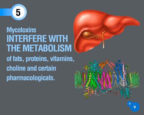 Why mycotoxins make you lose the money invested in feed? - Image 10