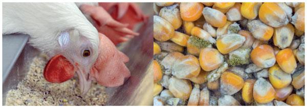 Biomonitoring mycotoxins : A new avenue to measure the impact of toxins on animals - Image 1