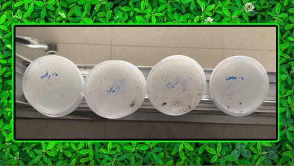 “In vitro” effectiveness of PhytoErad© against red mites - Image 2