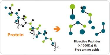 Use of hydrolyzed bioactive protein peptides in poultry feed to improve production parameters. - Image 1