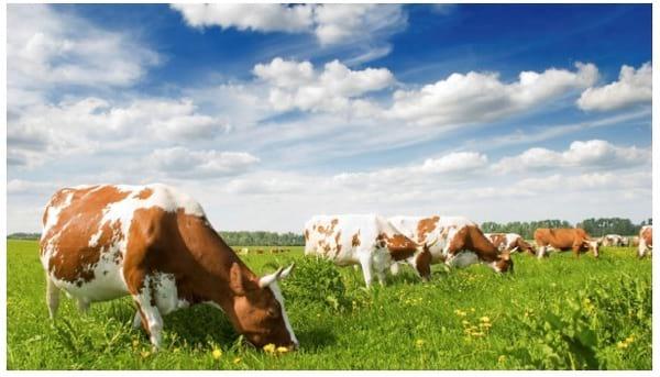 Silvafeed® Tannins Role in Rumen Microbiota Modulation - Image 1