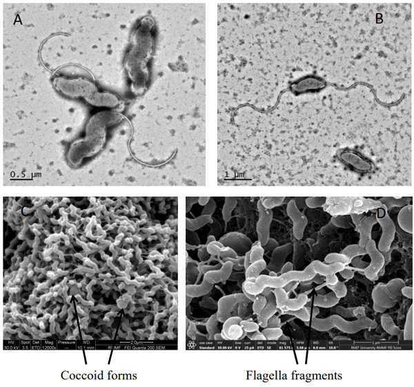 Figure 1 - Panels A and B: transmission electron micrographs of isolated C. hepaticus cells. Note the long bipolar flagella shown in Panel B. Panels C and D: scanning electron micrographs of surface of a colony of C. hepaticus cells. Note in panel D the variation in cell length, ranging from the S-shaped cell in the top centre of the panel to the long helical cell in the centre of the panel. 