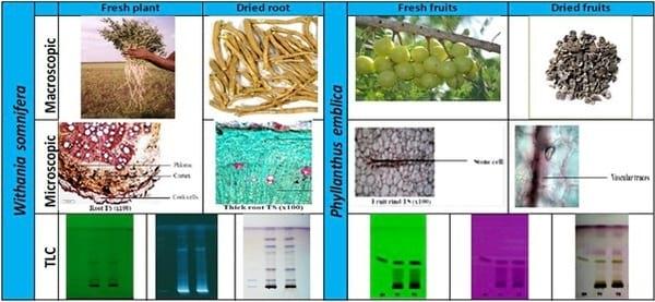  3 Steps to achieve excellence in quality of herbal feed supplements - Image 1