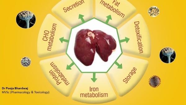 Poultry Liver: An Easy target for all Toxins… But a tough fighter too - Image 1