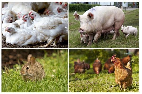 The impact of animal welfare on monogastric productivity, feed intake and nutrition - Image 1