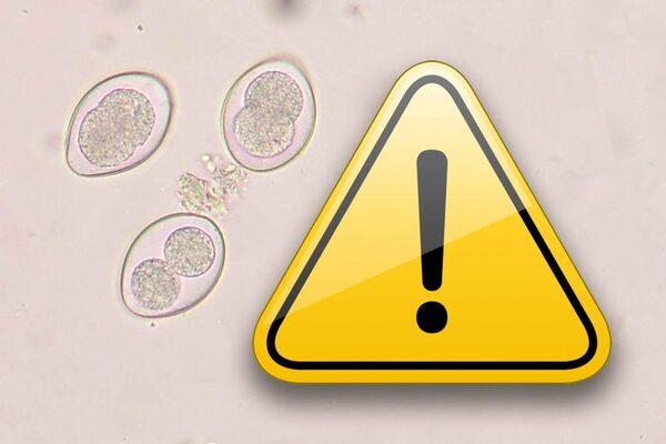 Coccidiosis is one of the most important predisposing factors to necrotic enteritis - Image 1
