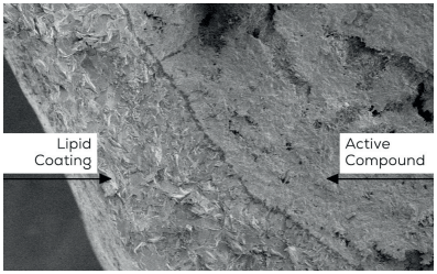 Figure 2. Micrograph of a true encapsulated nutrient demonstrating the layers of lipid coating surrounding the outside of the active compound to create a protective barrier.
