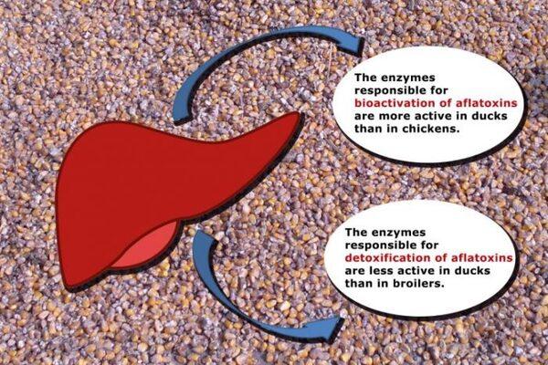 Understanding the toxicity of mycotoxins in ducks - Image 2