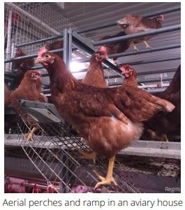 Keel Bone Fractures in Laying Hens - Image 5