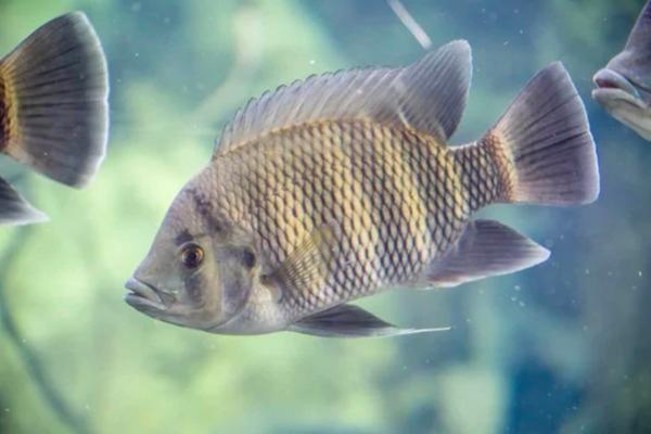 Boosting tilapia performance - Image 1