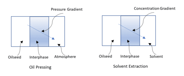 OIL PRESSING 101 - Image 2