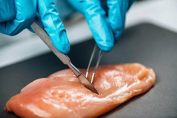 Heat stress during transport worsens meat quality - Image 1