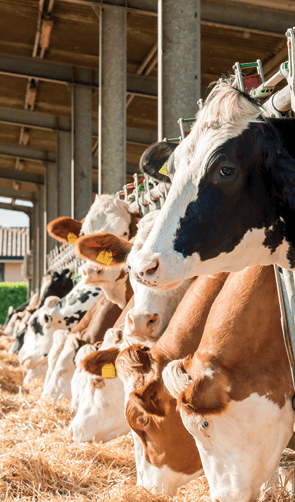 Yeast probiotic offers sustainable dairy production benefits - Image 1