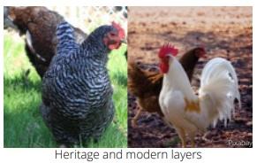 Keel Bone Fractures in Laying Hens - Image 6