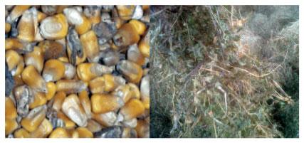 Biomonitoring mycotoxins : A new avenue to measure the impact of toxins on animals - Image 2