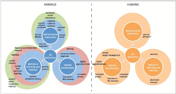 Comparative overview of behavioral alterations associated with zinc deficiency in animals and humans. Hagmeyer et al. 2015. Front. In Behav. Neurosci. 8:443