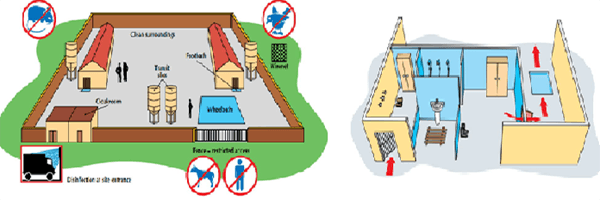 A Pocket Guide to Broiler Management - Image 3