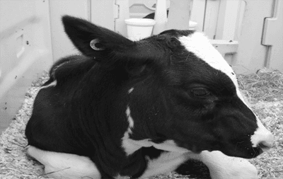 Dairy Genomic Selection - Image 1