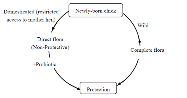 The Role of Probiotics in the Poultry Industry - Image 1