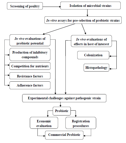 The Role of Probiotics in the Poultry Industry - Image 2