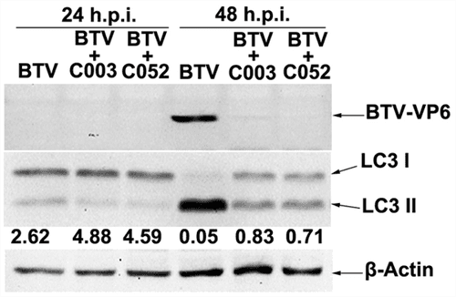 Novel Virostatic Agents against Bluetongue Virus - Image 10