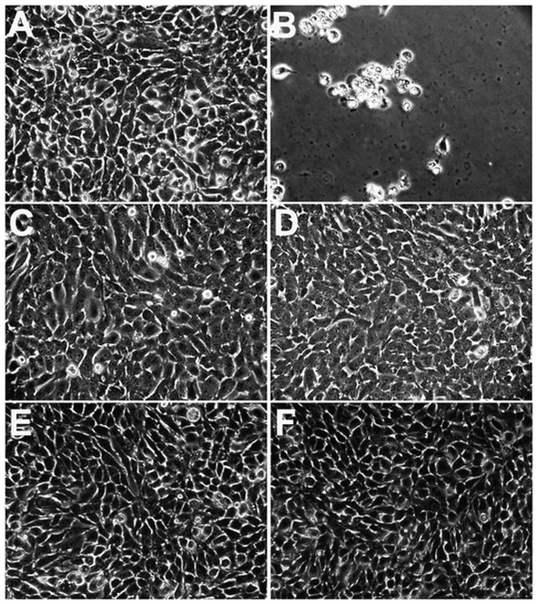 Novel Virostatic Agents against Bluetongue Virus - Image 5