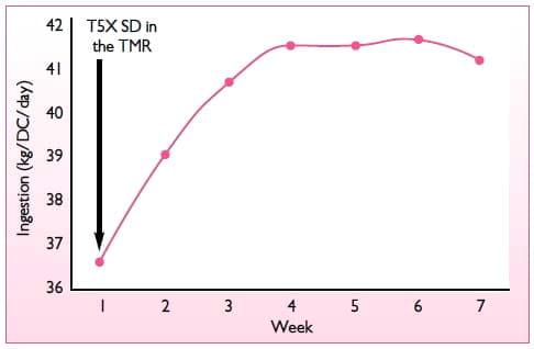 Performance of dairy cows facing suspected mycotoxin problems - Image 5