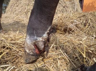 Dhakari bange: Disease of Caprine species due to fungal toxin in Fodder, tree fodder and feeds - Image 2
