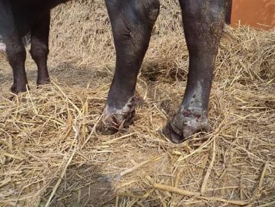 Dhakari bange: Disease of Caprine species due to fungal toxin in Fodder, tree fodder and feeds - Image 1