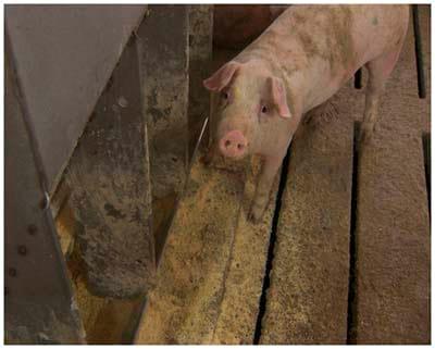 Feeder Management in the Grower-Finisher Barn - Image 4