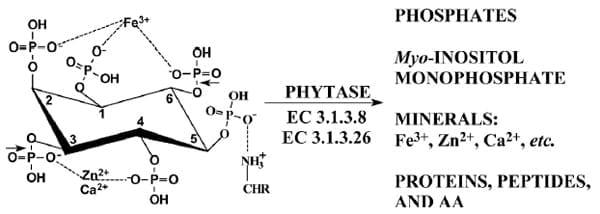 Interactions of phytate and myo-inositol phosphate esters (IP1-5) including IP5 isomers with dietary protein and iron and inhibition of pepsin - Image 1