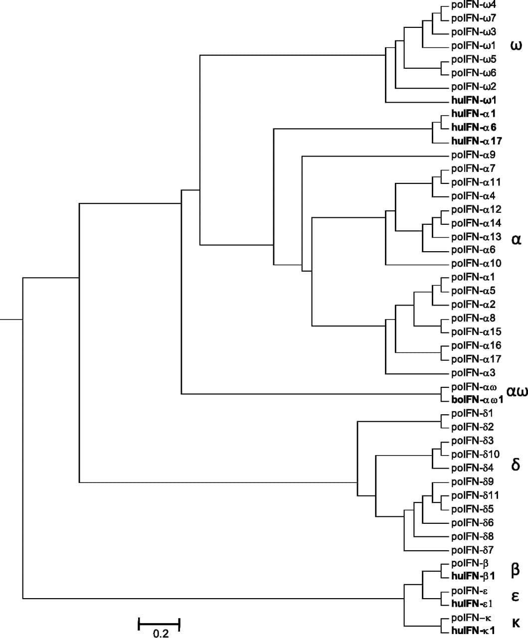 Differential expression and activity of the porcine type I interferon family - Image 5