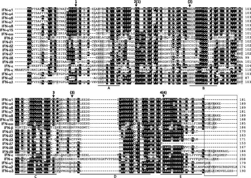 Differential expression and activity of the porcine type I interferon family - Image 3