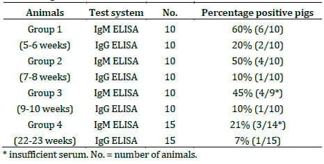 Ear necrosis syndrome in weaning pigs associated with PCV2 infection: A case report - Image 3