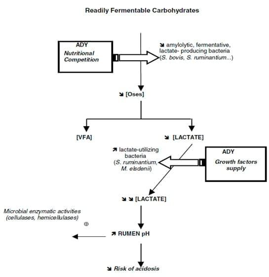 Benefits of Saccharomyces cerevisiae as a feed additive in ruminants - Image 2