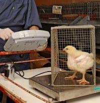 Can we substitute avilamycin by a non medicated solution in broiler production ? - Image 2