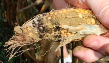 Aspergillius Ear Rot - Image 2