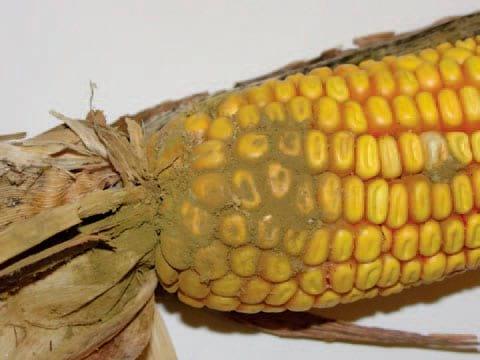 Aspergillius Ear Rot - Image 1