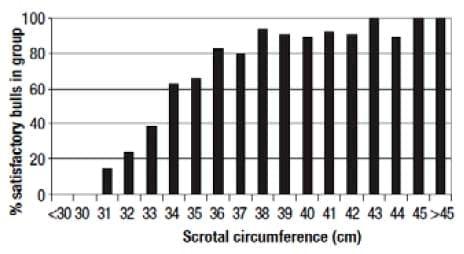 Reproductive Fertility in Herd Bulls - Image 4