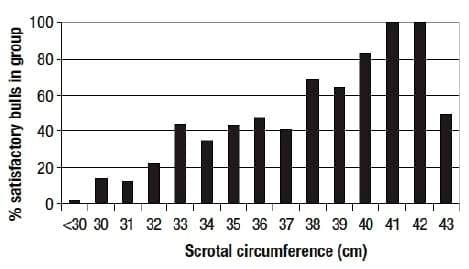 Reproductive Fertility in Herd Bulls - Image 3