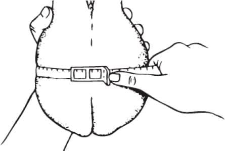 Reproductive Fertility in Herd Bulls - Image 2