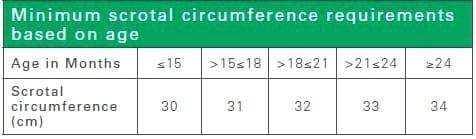 Reproductive Fertility in Herd Bulls - Image 1