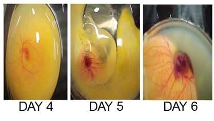 Development of a chick in the Egg - Image 2