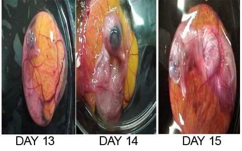 Development of a chick in the Egg - Image 5