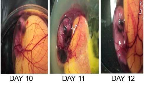 Development of a chick in the Egg - Image 4