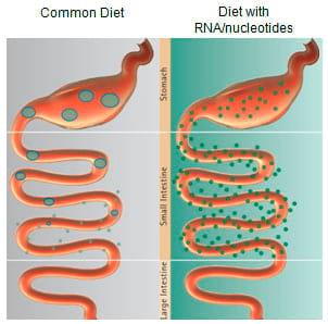 Nucleotides – non-essential nutrients turn essential - Image 2