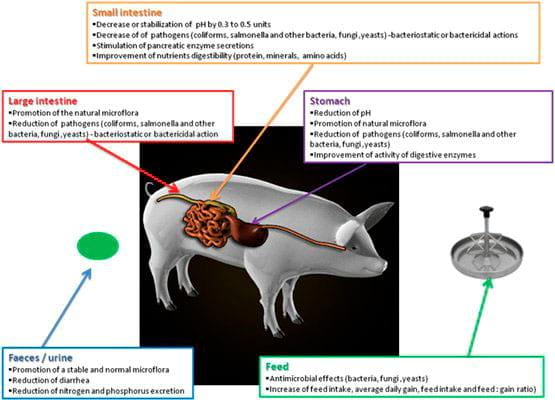 The Prophylactic Use of Acidifiers as Antibacterial Agents in Swine - Image 5